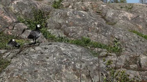 Male Goose Defend Nest, Seagull Attack, Beautiful Exotic Goose, Birds Stock Footage