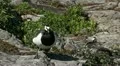 Male Goose Defend Nest, Seagull Attack, Beautiful Exotic Goose, Birds HD Footage