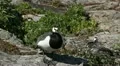 Male Goose Defend Nest, Seagull Attack, Beautiful Exotic Goose, Birds HD Footage