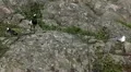 Male Goose Defend Nest, Seagull Attack, Beautiful Exotic Goose, Birds HD Footage
