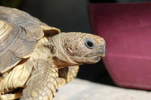 Male Gopher Tortoise Looking At The Camera. Stock Photos