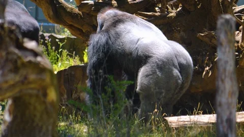 A male gorilla Stock Footage 251380074