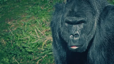 Male Gorilla Looking Around Close Up Stock Footage 339100391