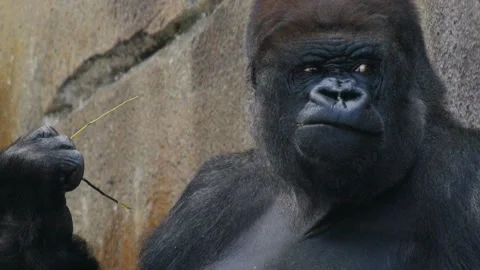 Male gorilla scratching Stock Footage 132394972