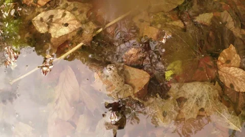 The male grass frogs Stock Footage 37108378