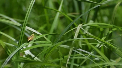 Male grasshopper crawling Stock Footage 83147456