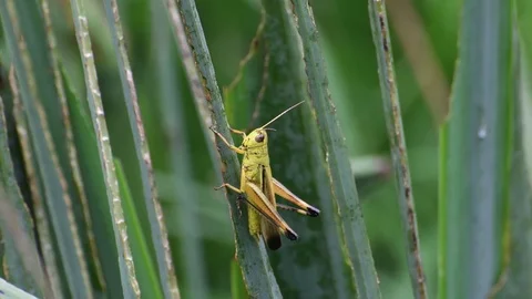 Male grasshopper sunbathing Stock Footage 83374055