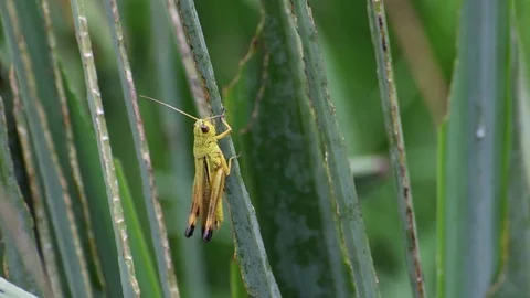 Male grasshopper sunbathing Stock Footage 83374524
