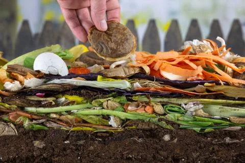 Male hand adding a biodegradable coffeepad to a compost heap Stock Photos