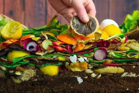 Male hand adding a biodegradable coffeepad to a compost heap Stock Photos
