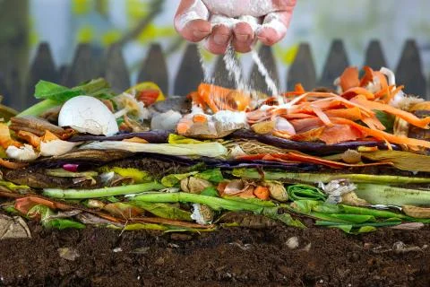 Male hand adding lime to a compost heap to increase the composting rate. Stock Photos