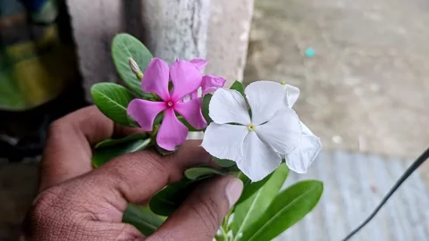 A male hand checking the quality of pink and white catharanthus rose, madag.. 스톡 동영상 313381439