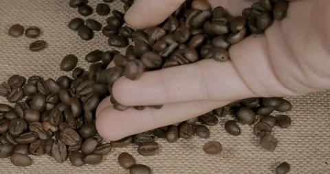 Male hand checking roasted coffee beans Stockbeeldmateriaal 231569219