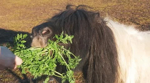 Male hand feeding a pony.  Stock Photos