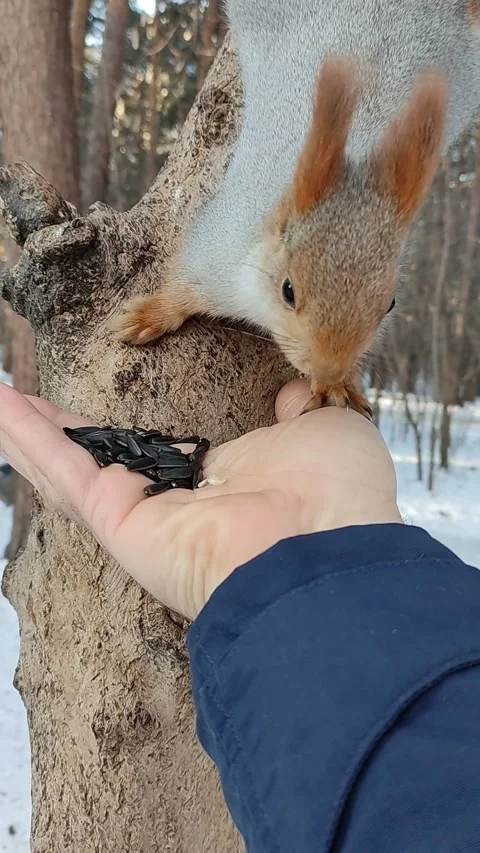 Male hand feeds seeds of squirrel sitting on a tree during the winter day. Stock Footage 144061553
