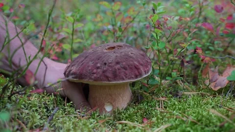 A male hand gently pulls a large porcini from lush green moss. Close-up captures 스톡 동영상 318658788