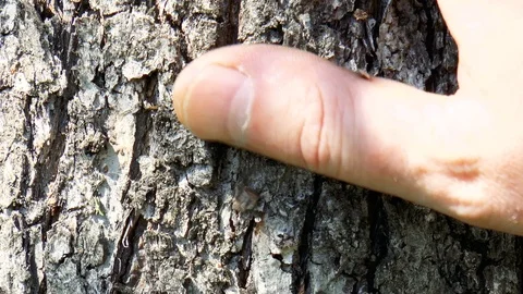 Male hand gently touching a tree trunk Stock Footage 89958532
