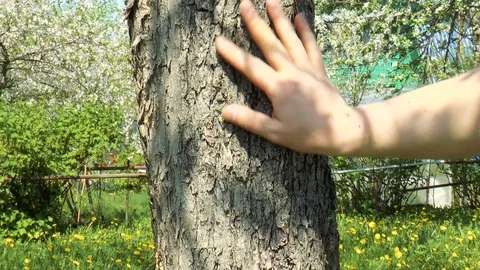 Male hand gently touching a tree trunk Stock Footage 89958644