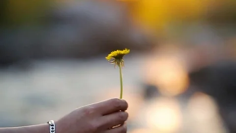 Female Flower Stock Footage ~ Royalty Free Stock Videos | Pond5
