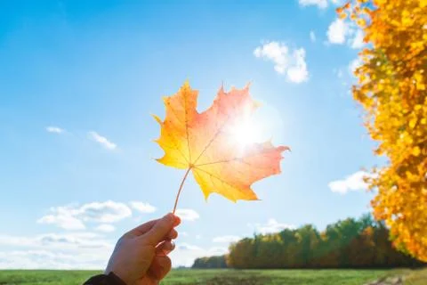 Male hand hold multicolor maple leaf against clear blue sky with sun light ra Stock Photos