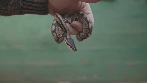 Male hand holding small python snake dangling in front of camera Video stock 84201460