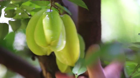 Male hand picking starfruit Stock Footage 44521754