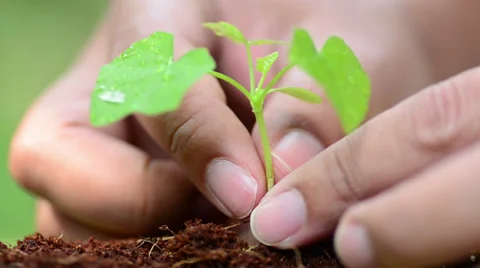 Male hand planting young plant Stock Footage