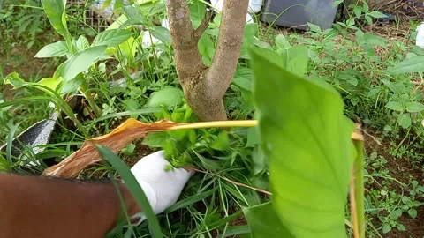 Male hand pulling grass 스톡 동영상 157609920