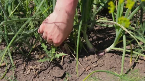 Male hand pulls out of the ground fresh red onion rapcity. Close-up Stock-Footage 136051940