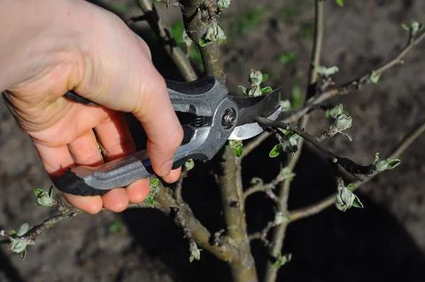 Male hand with secateurs, spring pruning and shaping apple trees in the garde Stock Photos