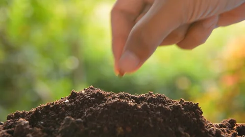 Male hand is seeding peanut Stock Footage 59765672