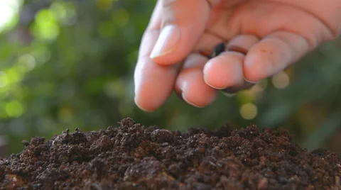 Male hand is seeding peanut Stock Footage