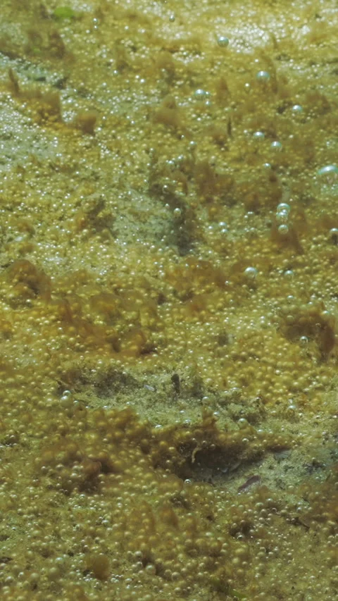 Male hand slides over microalgae colony raising gas bubbles connected by these Stock Footage 324254947