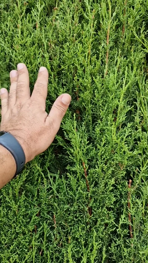 Male hand stroking the textured young leaves of a small bush Stock Footage 219507155