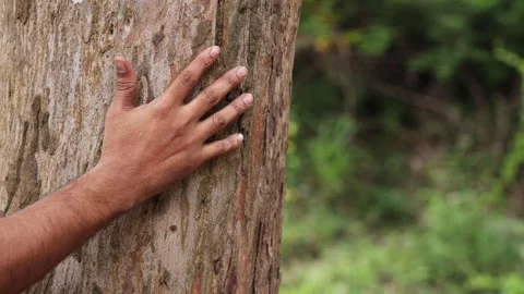 Male Hand Touching and Stroking Bark of Tree in Forest 4K stock video Stock Footage 340601019
