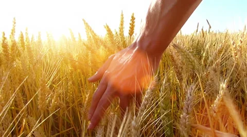 Male hand touching a golden wheat ear in the wheat field Stock Footage