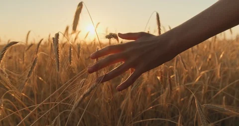 Male hand touching a golden wheat ear in the wheat field.  Young man's hand m Stock Footage
