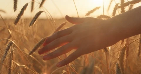 Male hand touching a golden wheat ear in the wheat field.  Young man's hand m Stock Footage