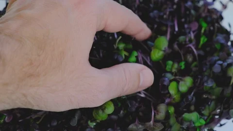 Male Hand Touching Micro Green Redish - Checking Home Garden Plants Stock Footage 130004152