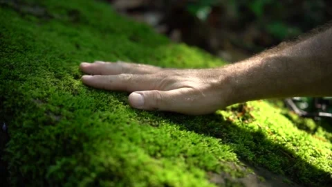 Male hand touching tree trunk covered stone covered with green moss in the woods Stock Footage 198376627