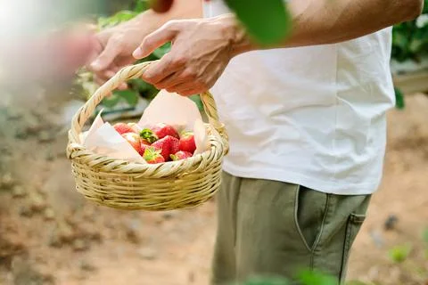 Male hands with a basket full of fresh ripe strawberries. farmer holding the Stock Photos