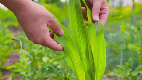 Male hands farmer checking corn leaves Stock Footage 299914906
