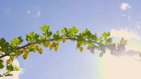 Male hands farmer checking currant plant on the sky background Stock Footage 299914940