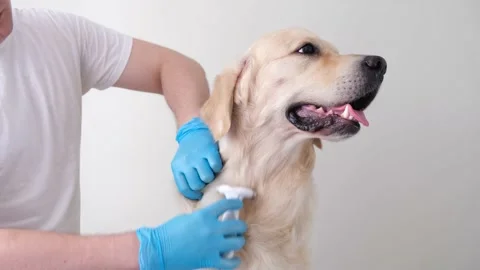 Male hands in gloves are combing the coat of white golden retriever. Stock Footage 154407788