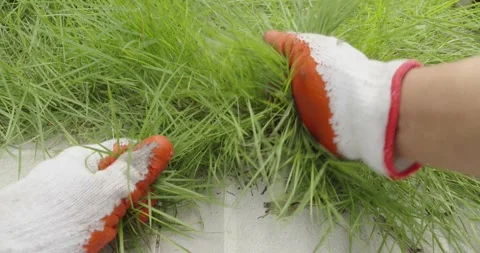 Male hands with gloves is pulling grass in home backyard. Stock Footage 252171684