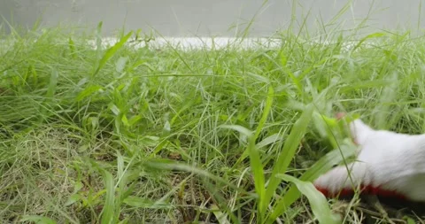 Male hands with gloves is pulling grass in home backyard. Stock Footage 252343245