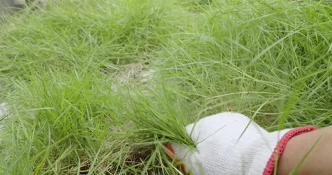 Male hands with gloves is pulling grass in home backyard. Stock Footage 252867153