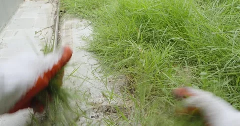 Male hands with gloves is pulling grass in home backyard. Stock Footage 253367126