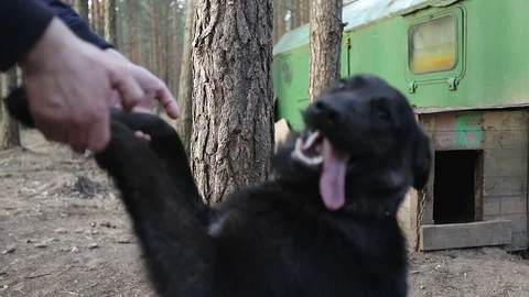 Male hands hold two paws of a black dog. Stock Footage 75956182