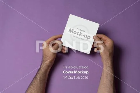 Male hands holding a square size tri-fold catalog with blank cover on purple PSD Template